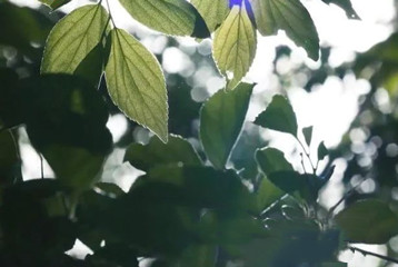 尋找百名困境兒童，聆聽童音，護(hù)苗成長(zhǎng)